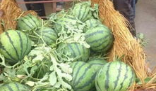 南充吃瓜爆料公司电话是多少,电话号码大公开！